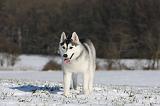 SIBERIAN HUSKY 472